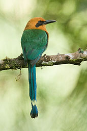 Broad-billed Motmot, Cerro Montezuma, Tatamá, Risaralda, Colombia, April 2012 - click for larger image