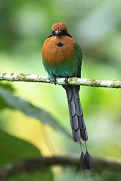 Broad-billed Motmot, Rio Silanche, Pichincha, Ecuador, November 2019 - click for larger image