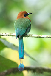 Broad-billed Motmot, Rio Silanche, Pichincha, Ecuador, November 2019 - click for larger image