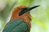 Broad-billed Motmot, Setimo Paraiso, Pichincha, Ecuador, November 2019 - click for larger image