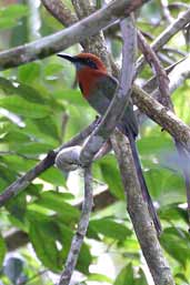 Broad-billed Motmot, Guajará-Mirim, Rondônia, Brazil, March 2003 - click for larger image