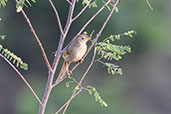 Wedge-tailed Grass-finch, Serra da Canastra, Minas Gerais, Brazil, October 2022 - click for larger image