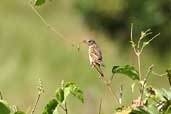 Wedge-tailed Grass-finch, Vila Bela de Santíssima Trindade, Mato Grosso, Brazil, March 2003 - click for larger image