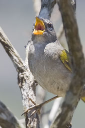 Pale-throated Serra-Finch, Chapada Diamantina, Bahia, Brazil, October 2008 - click for larger image