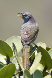 Pale-throated Serra-Finch, Chapada Diamantina, Bahia, Brazil, October 2008 - click for larger image