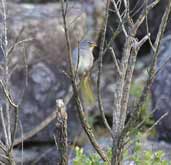 Pale-throated Serra-Finch, Chapada Diamantina, Bahia, Brazil, July 2002 - click for larger image