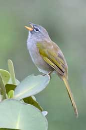 Pale-throated Serra-Finch, Chapada Diamantina, Bahia, Brazil, March 2004 - click for larger image
