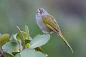 Pale-throated Serra-Finch, Chapada Diamantina, Bahia, Brazil, March 2004 - click for larger image