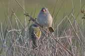 Great Pampa-finch, Cassino, Rio Grande do Sul, Brazil, August 2004 - click for larger image