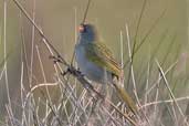 Great Pampa-finch, Cassino, Rio Grande do Sul, Brazil, August 2004 - click for larger image