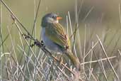 Great Pampa-finch, Cassino, Rio Grande do Sul, Brazil, August 2004 - click for larger image