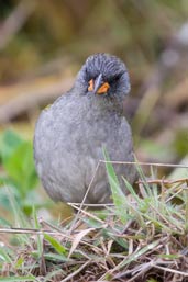 Great Pampa-finch, Itatiaia, Rio de Janeiro, Brazil, November 2008 - click for larger image