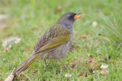 Great Pampa-finch, Itatiaia, Rio de Janeiro, Brazil, November 2008 - click for larger image