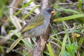 Great Pampa-finch, Itatiaia, Rio de Janeiro, Brazil, November 2008 - click for larger image