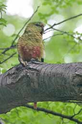 Austral Parakeet, Torres del Paine, Chile, December 2005 - click for larger image