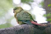 Austral Parakeet, Torres del Paine, Chile, December 2005 - click for larger image