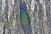 Austral Parakeet, Torres del Paine, Chile, December 2005 - click for larger image