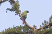 Slender-billed Parakeet, Chiloe, Chile, November 2005 - click for larger image