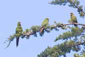 Slender-billed Parakeet, Chiloe, Chile, November 2005 - click for larger image