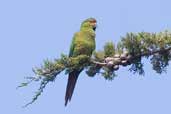 Slender-billed Parakeet, Chiloe, Chile, November 2005 - click for larger image