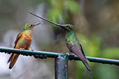 Sword-billed Hummingbird, Abra Patricia, Amazonas, Peru, October 2018 - click for larger image