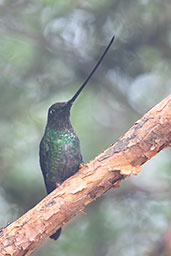 Sword-billed Hummingbird, Yanacocha Reserve, Pichincha, Ecuador, November 2019 - click for larger image
