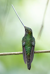 Sword-billed Hummingbird, Guango Lodge, Napo, Ecuador, November 2019 - click for larger image