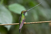 Sword-billed Hummingbird, Guango Lodge, Napo, Ecuador, November 2019 - click for larger image