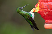 Emerald-bellied Puffleg, Abra Patricia, Amazonas, Peru, October 2018 - click for larger image
