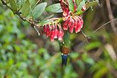 Coppery-bellied Puffleg, Cerro de Guadalupe, Cundinamarca, Colombia, April 2012 - click for larger image