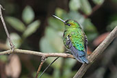 Coppery-bellied Puffleg, Cerro de Guadalupe, Cundinamarca, Colombia, April 2012 - click for larger image
