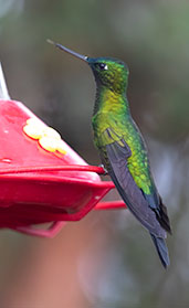 Sapphire-vented Puffleg, Yanacocha, Pichincha, Ecuador, November 2019 - click for larger image