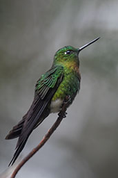 Golden-breasted Puffleg, Yanacocha Reserve, Pichincha, Ecuador, November 2019 - click for larger image