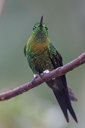 Golden-breasted Puffleg, Yanacocha Reserve, Pichincha, Ecuador, November 2019 - click for larger image