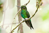 Glowing Puffleg, Chingaza, Cundinamarca, Colombia, April 2012 - click for larger image