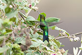 Glowing Puffleg, Chingaza, Cundinamarca, Colombia, April 2012 - click for larger image