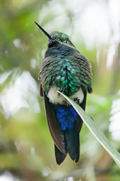 Glowing Puffleg, Cerro de Guadalupe, Cundinamarca, Colombia, April 2012 - click for larger image