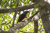 Lemon-throoated Barbet, Sani Lodge, Sucumbios, Ecuador, November 2019 - click for larger image