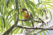 Lemon-throoated Barbet, Sani Lodge, Sucumbios, Ecuador, November 2019 - click for larger image