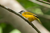 Grey-headed Tanager, Minca, Magdalena, Colombia, April 2012 - click for larger image