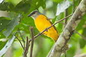 Grey-headed Tanager, Minca, Magdalena, Colombia, April 2012 - click for larger image