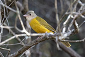 Grey-headed Tanager, Serra de Cipo, Minas Gerais, Brazil, October 2022 - click for larger image