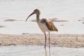 White Ibis, Cayo Coco, Cuba, February 2005 - click on image for a larger view