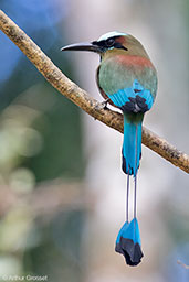 Copan Ruinas, Honduras, March 2015 - click on image for a larger view