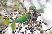 Aztec Parakeet, Tikal, Guatemala, March 2015 - click on image for a larger view
