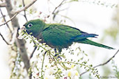 Aztec Parakeet, Tikal, Guatemala, March 2015 - click on image for a larger view