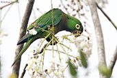 Aztec Parakeet, Tikal, Guatemala, March 2015 - click on image for a larger view