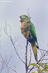 Aztec Parakeet, Pico Bonito, Honduras, March 2015 - click on image for a larger view