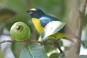 Male Green-chinned Euphonia, Intervales, São Paulo, Brazil, April 2004 - click for larger image