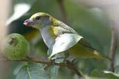 Female Green-chinned Euphonia, Intervales, São Paulo, Brazil, April 2004 - click for larger image